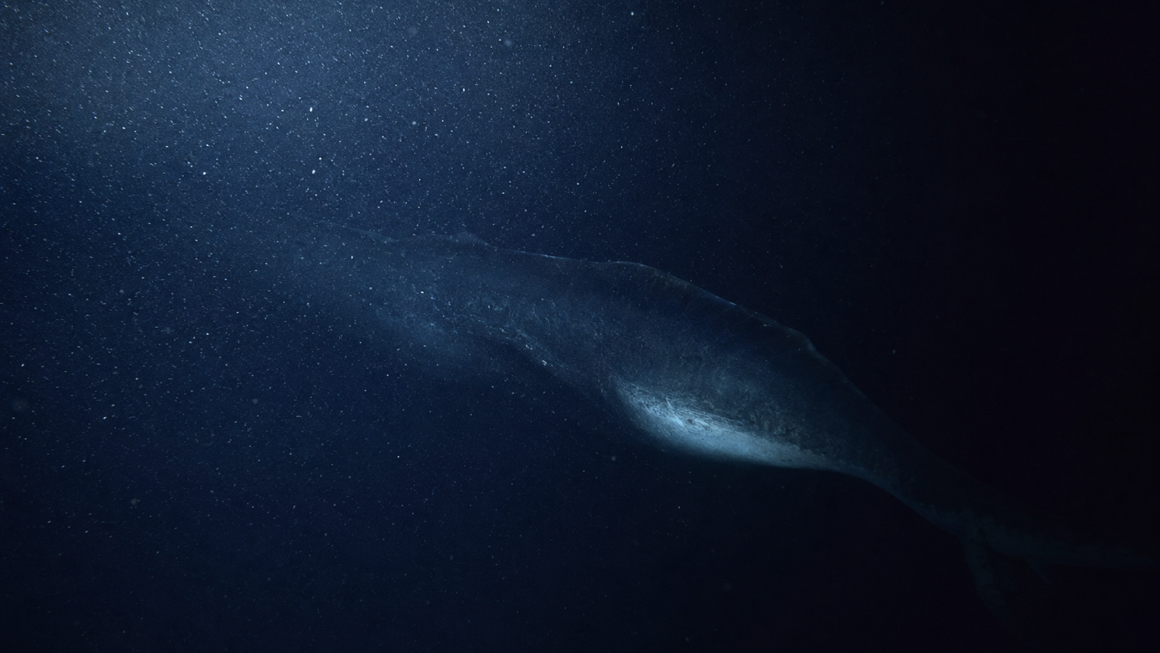 Contact Alpha in deep water