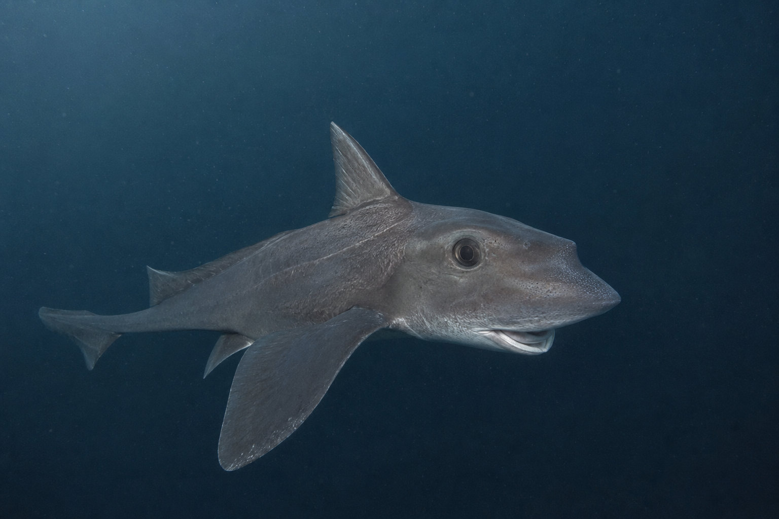 Scientific reconstruction of Helicoprion bessonowi